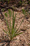 Largebracted plantain